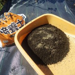 カモマイル・ジャーマンの種蒔き