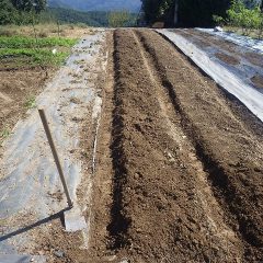 畝たて作業終了