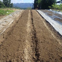 地ならしをしてから種を蒔いてきます