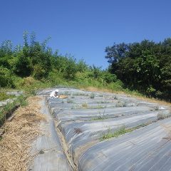夏の様な暑さの中でラベンダー畑の除草作業をしています