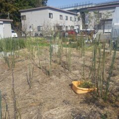 同時に作業の邪魔になる伸び放題になったローズの枝を剪定しました