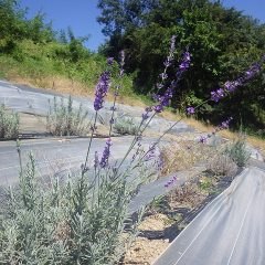 秋の花を咲かせている株もあります