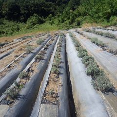 除草作業が終わって綺麗になったラベンダー畑