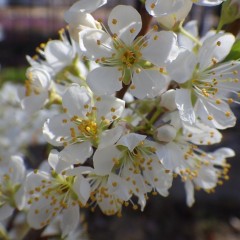 スモモの花も花盛りです