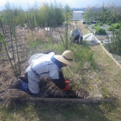 ローズ畑の除草作業も終わりが見えて来ました