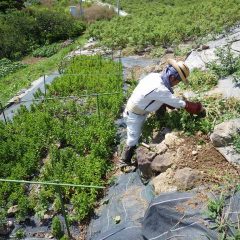 35℃を超える炎天下の中でお約束の除草作業に励んでいます