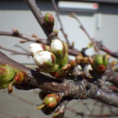 サクランボの蕾は開花準備OK!