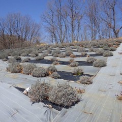 農場のラベンダー苅込の続きです