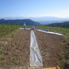 カモマイル・ジャーマン畑に通路の防草シート張り作業中