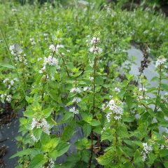 可憐な花が咲いています