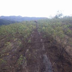 剪定作業の前にローズ畑を綺麗にしています