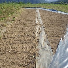 整地をして種蒔きの準備完了