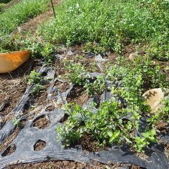 遮光ネットを張る前に除草作業をしました