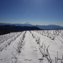 澄みきった空に富士山が浮かびます