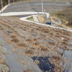 満遍なく花穂が出るようにドーム型に株を整えます