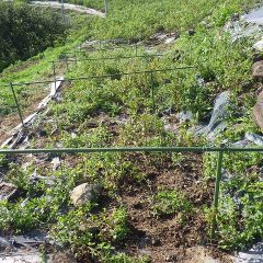 除草作業が終わって隠れていたアルベンシスミントが現れました