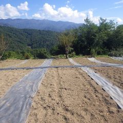 通路の防草シートが張り終わった一番大きな正面の畑