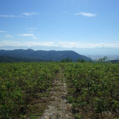 夏日になった農場のローズ畑