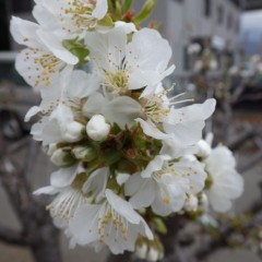 サクランボの花が咲き始めました