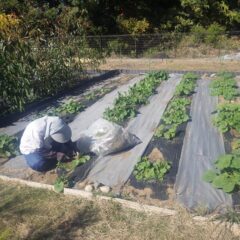 ブラックマロウ畑の除草作業も行われています