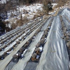 日当たりの良いラベンダー畑は雪が溶けていました