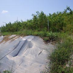 先日、急な雨で中断したローズ畑の草刈り作業の続きを行いました