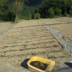 広い畑に均一に芽が出るように細かい種を培養土に混ぜて蒔いて行きます
