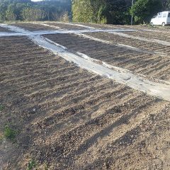 この畑の種蒔き終了
