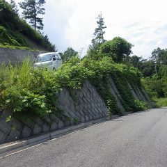 農場に続く農道脇も石垣の上から下の農道に届くまでクズが蔓延ってしまいました