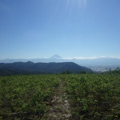 今日も夏日のローズ畑