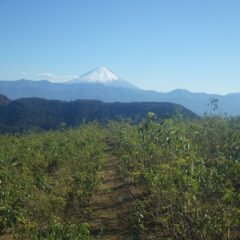 農場のローズ畑では快晴の空に富士山が聳えていました