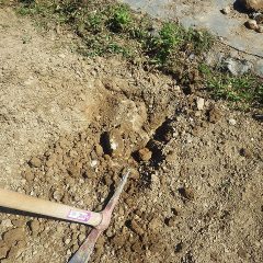 畑の端に石が埋まっているのを発見