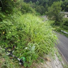 ここまで作業したところで突然大粒の雨が落ちて来ました