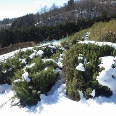 ローズマリーも雪帽子が溶け始めています