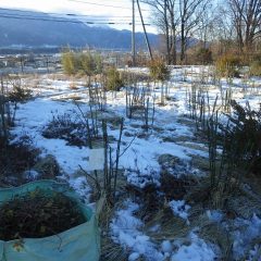 雪の残ったローズ畑での剪定作業終了