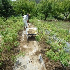 除草した草の片付けに汗を流しています