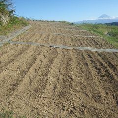 何とか最後の畑に種蒔き作業終了