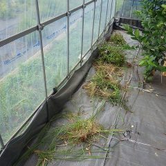 朝から雨が降っているのでビニールハウス内の除草作業をしました