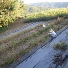 エキナセア畑では除草作業中