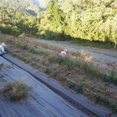 最近は日が傾く時間がめっきり早くなって来ました