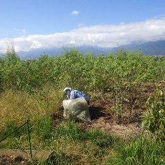 事務局前のローズ畑では除草作業の真っ最中