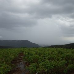 夕方、風雲急を告げスコールの様な雨に襲われました