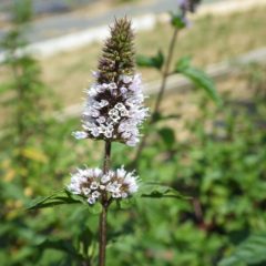 チラホラと花が咲き始めていました
