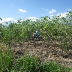 とげの付いた枝を避けながら株元まで綺麗に除草しています