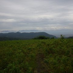 午後になって雨が上がり薄日も射して来ました