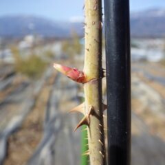 事務局前のローズの芽が伸び始めています