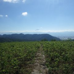 今日も夏日のローズ畑ですが吹く風は涼しく気持ちが良いです