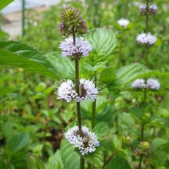 こちらも花が咲き始めていました