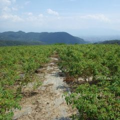 このピーカンの天気でも梅雨明け宣言は出されず