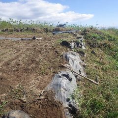 先ずは雑草を取ってから張り替えます